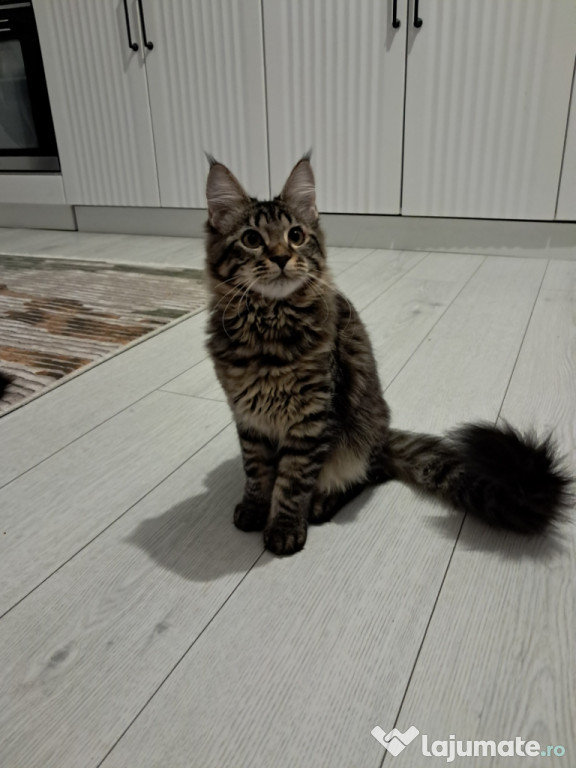 Maine coon fetiță