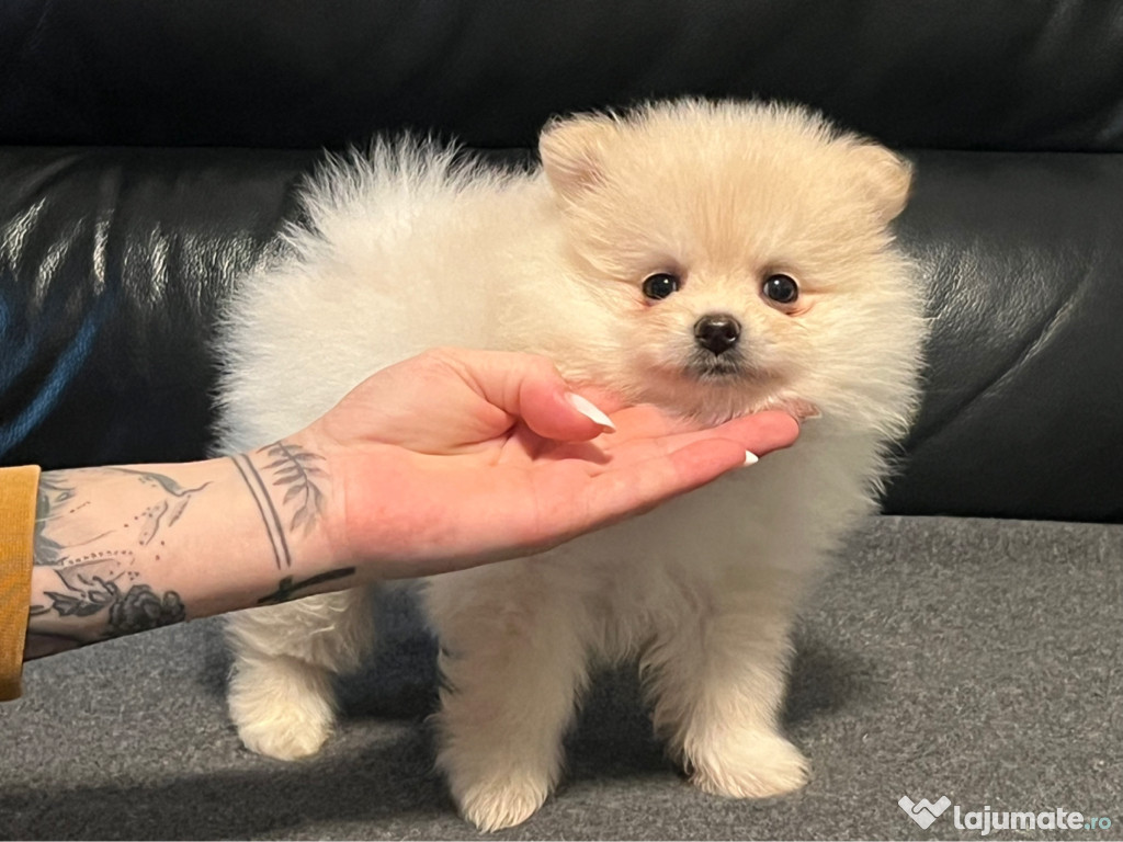 Pomeranian puppy