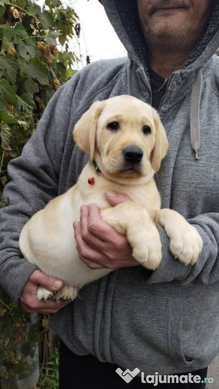 Labrador băieței și fetițe