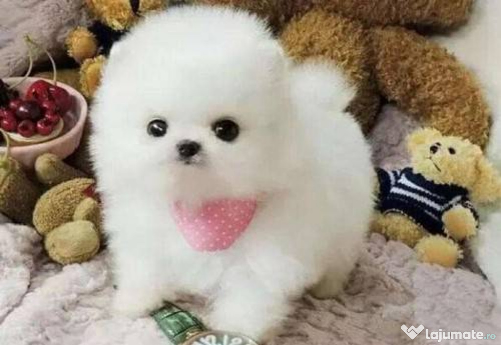 Pomeranian Mini Boo talie mică