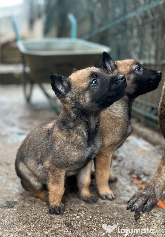 Vand urgent Căței Ciobănesc Belgian Malinois – Super Cadou de Crăciun!