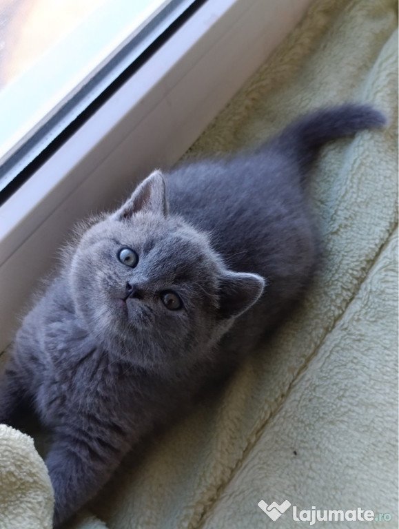 British shorthair