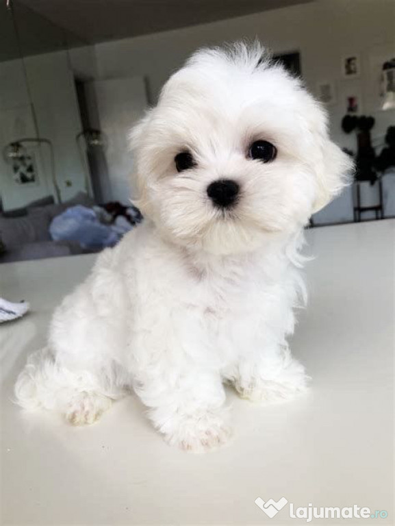 Bichon maltez mini toy