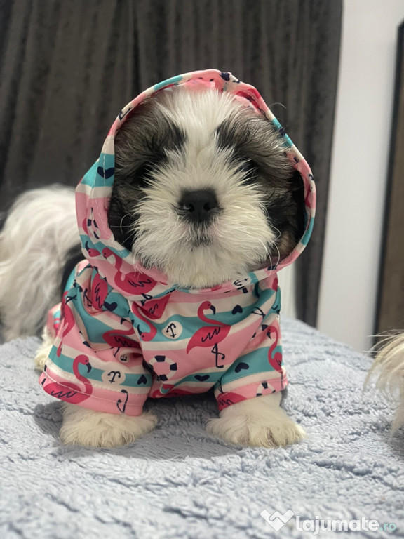 Catei Shih Tzu de vanzare