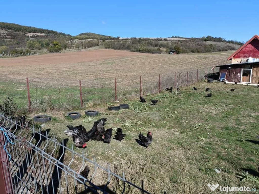 Vind gaini si cocoși