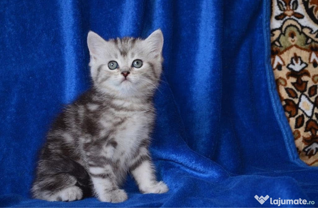 British shorthair