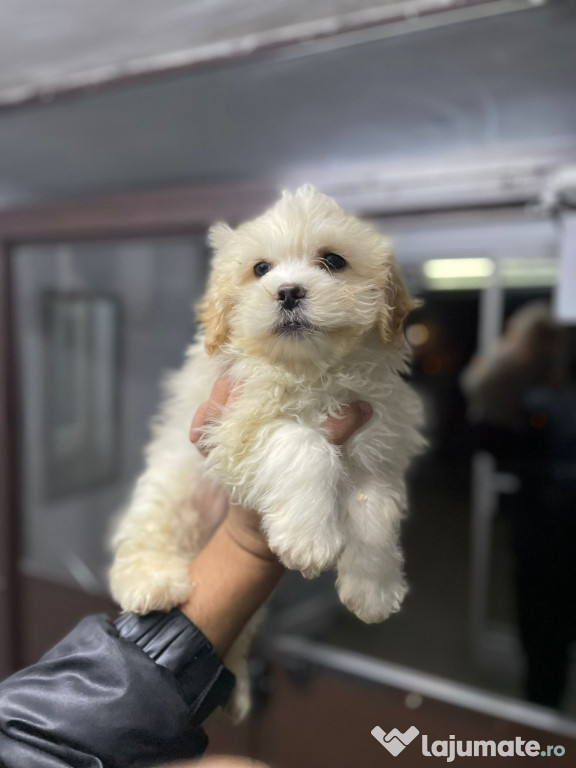 Bichon maltez mini toy