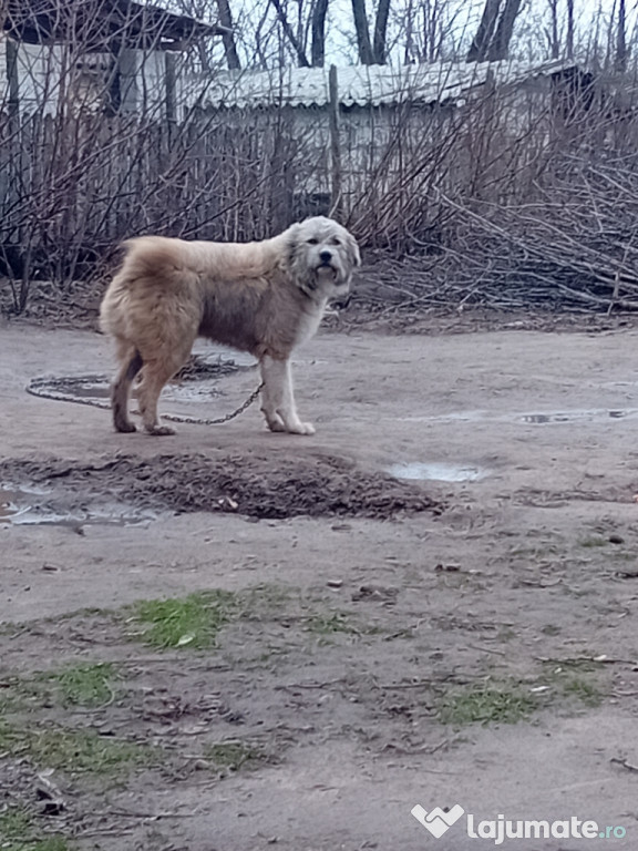 Caine ciobănesc tânăr