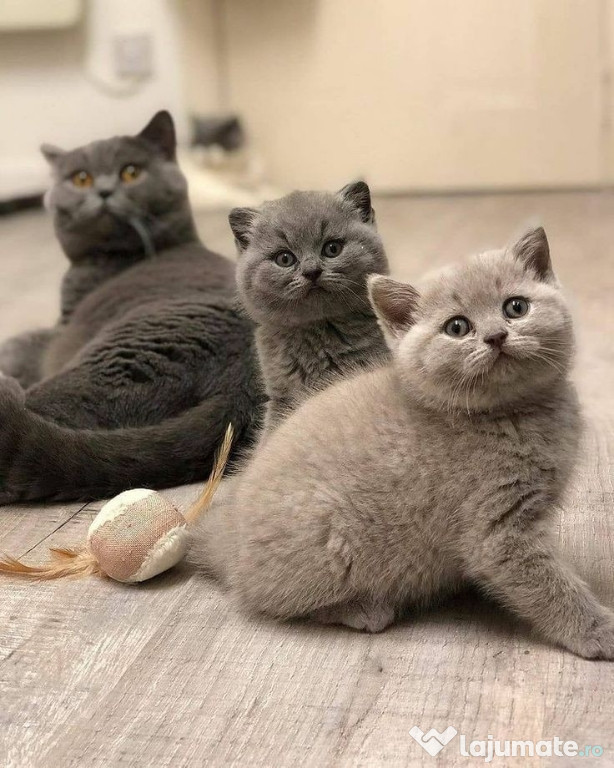 British shorthair băieței și fetițe