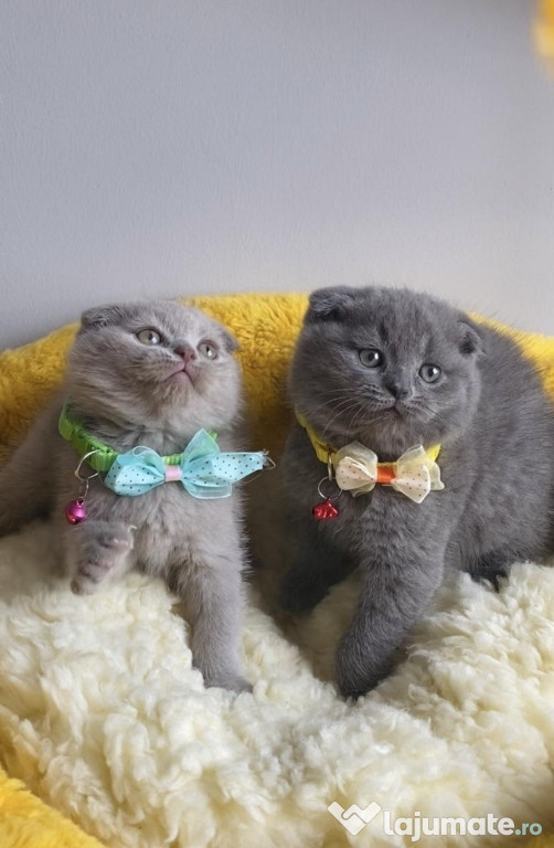 Scottish fold motănei și pisicuțe