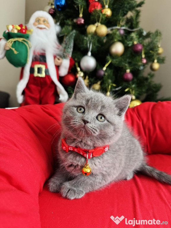 British shorthair pui