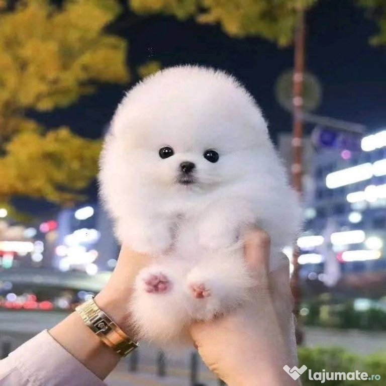 Pomeranian Mini BOO talie foarte mica!Asigur transport