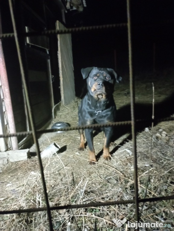 Vând femela Rottweiler 2 ani