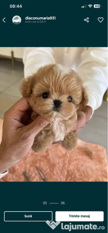 Maltipoo Mini Toy