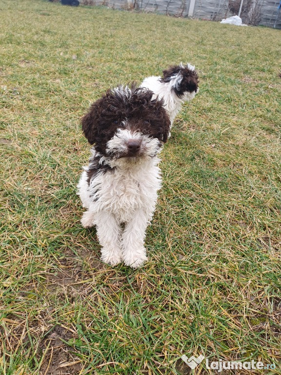 Catei Lagotto Romagnolo