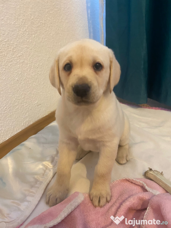 Câine labrador retriever pui