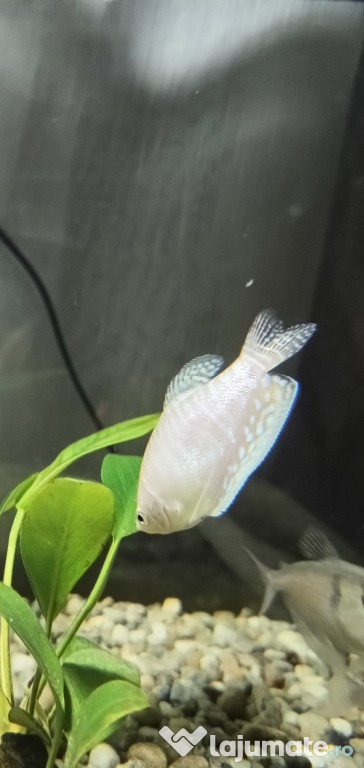 Donez Pești Gourami