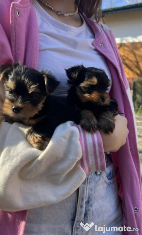 Yorkshire Terrier