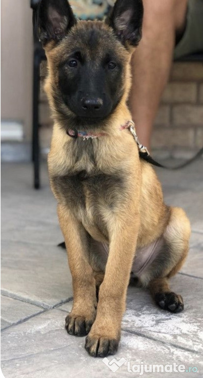 Malinois/Ciobanesc Belgian