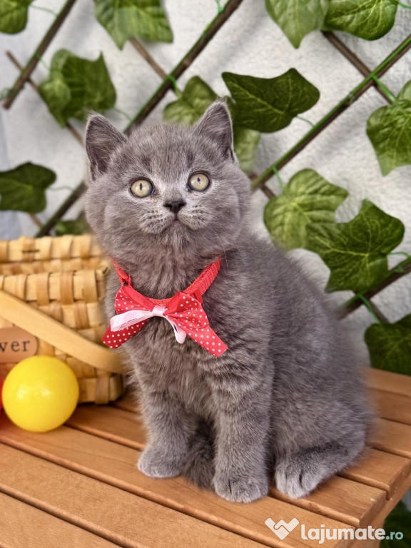 British shorthair motănei și pisicuțe