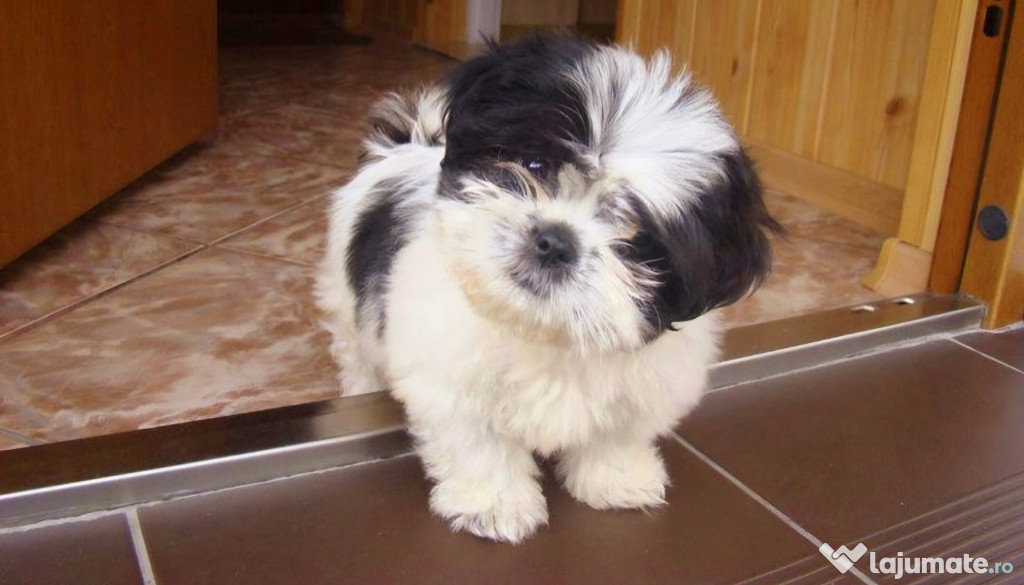 Bichon Havanez/Havanese