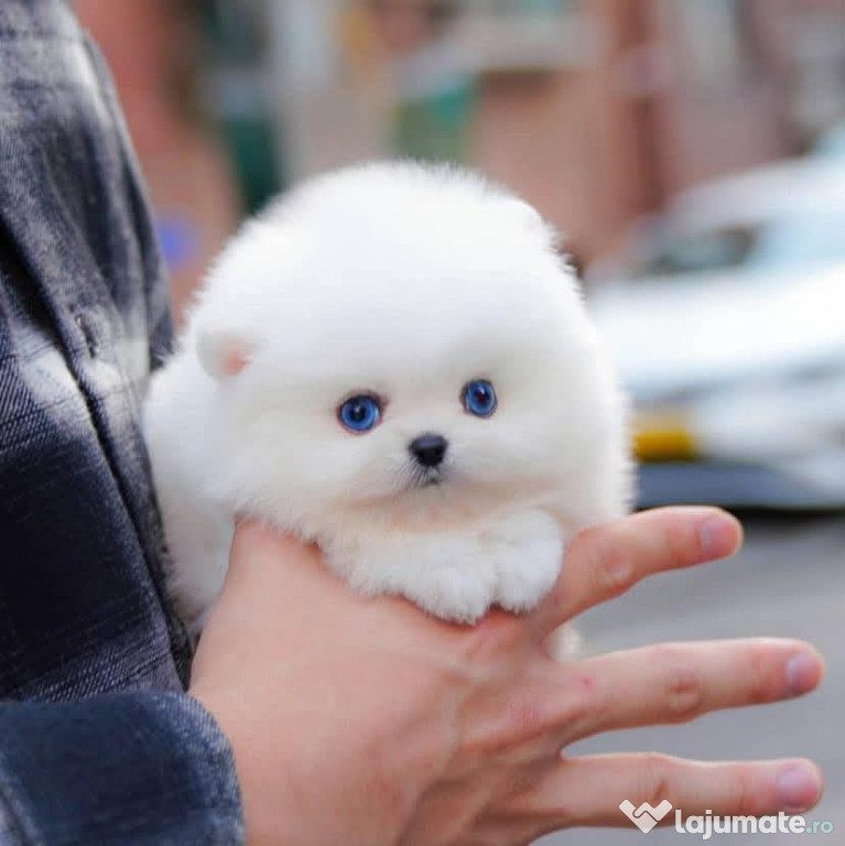 Pomeranian Mini Boo ursuleț teeacup puppy mini de buzunar