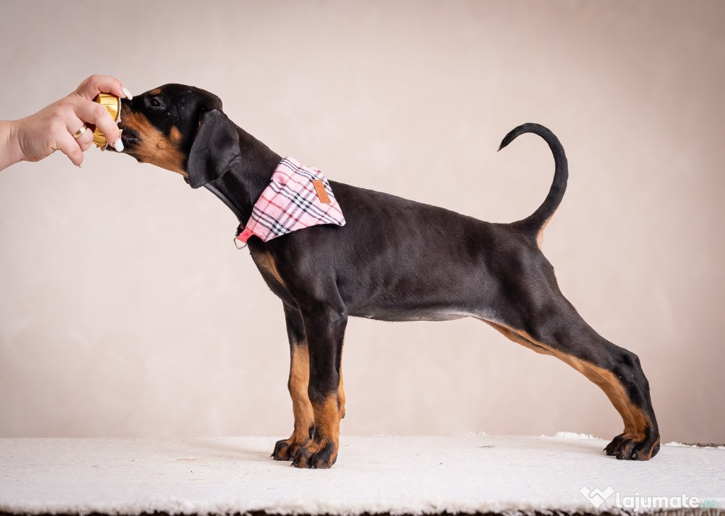 Doberman cățeluși de vânzare