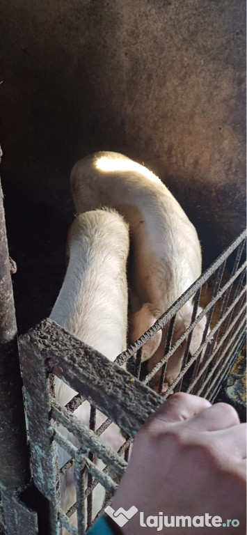 Porci de vânzare 18 lei kg