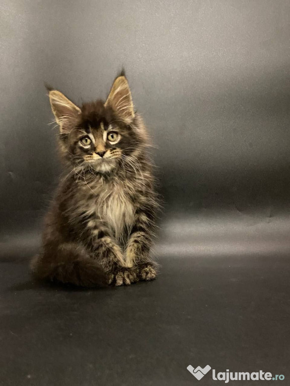 Maine Coon deosebiți