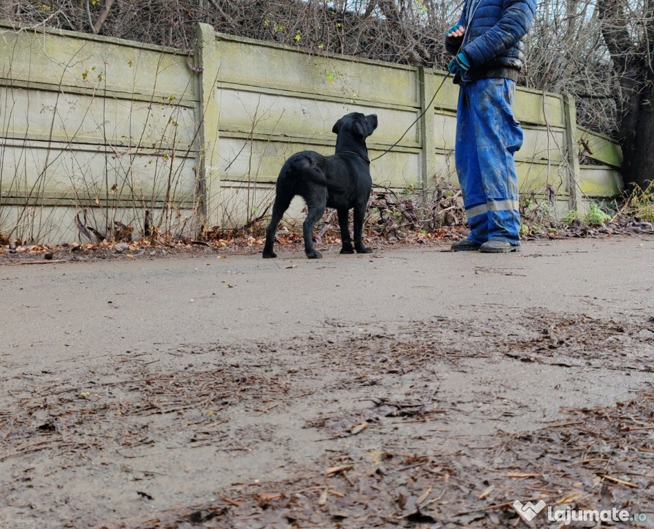 Labrador Retriever mascul