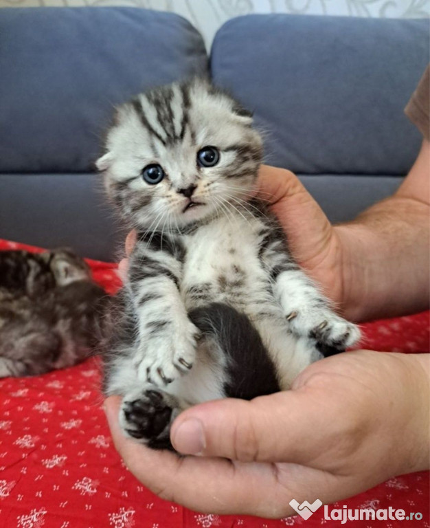 Scottish Fold puiuți