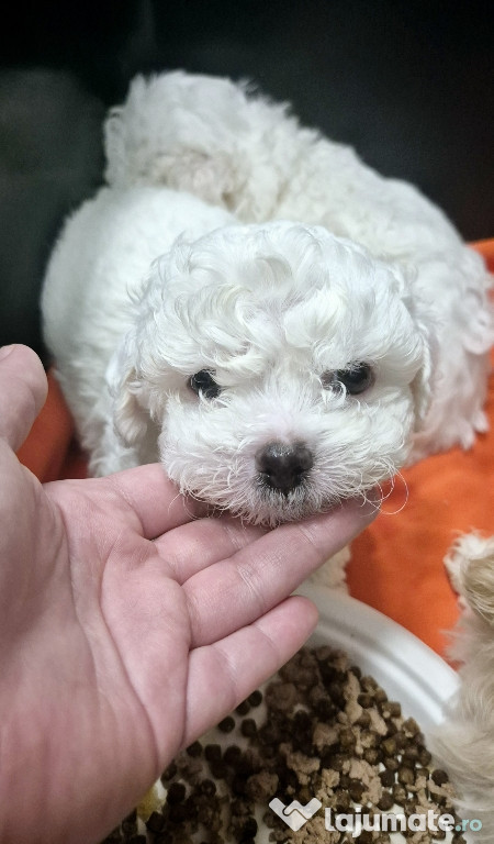 Bichon Maltez/Maltese