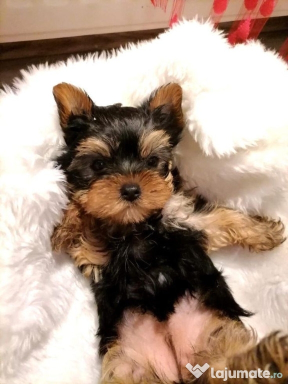 Yorkshire terrier mini toy