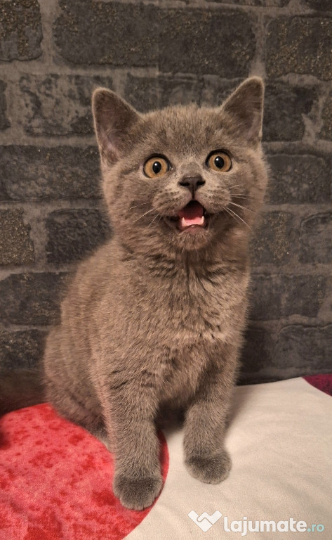 Pui British Shorthair