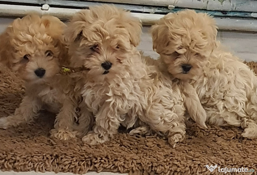 Căutăm familii iubitoare pentru puiuții Maltipoo