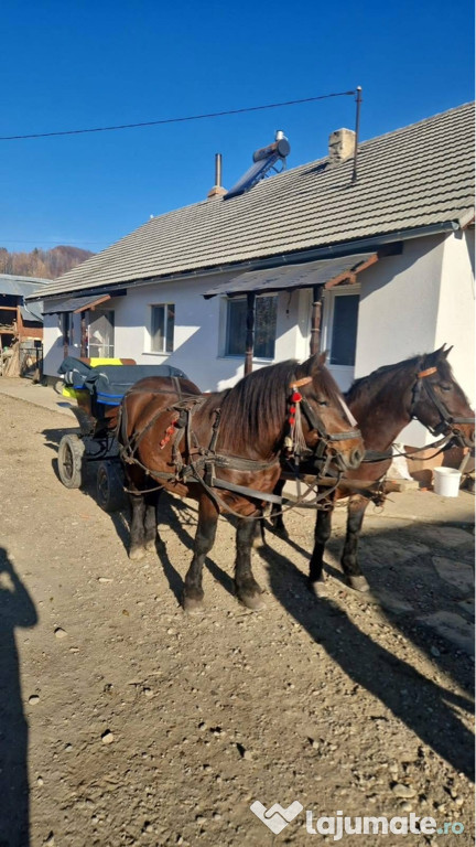 Cai de vânzare Întorsura Buzăului