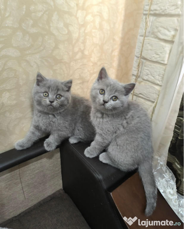 British shorthair băieței și fetițe