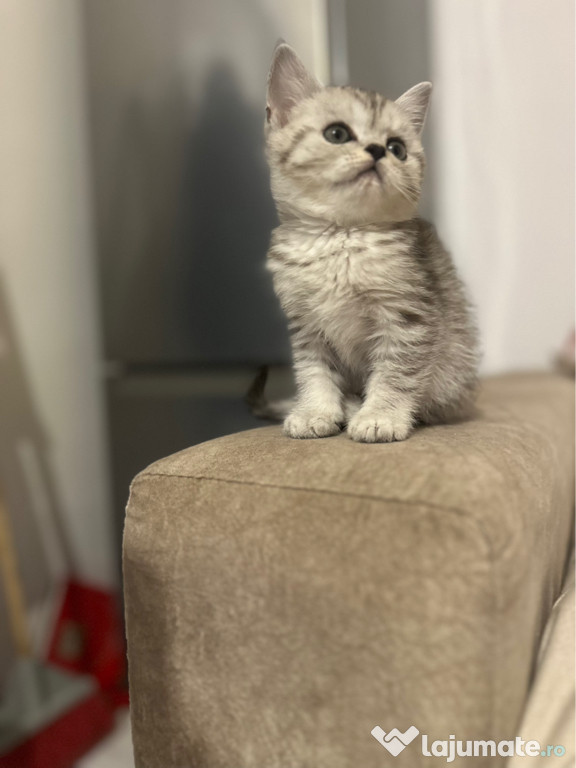 British shorthair pisoiasi