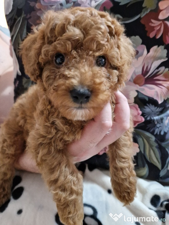 Cavapoo băiețel de vânzare