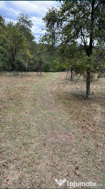 Teren 10.000 mp la 3 km de Barajul Paltinu, Sotrile