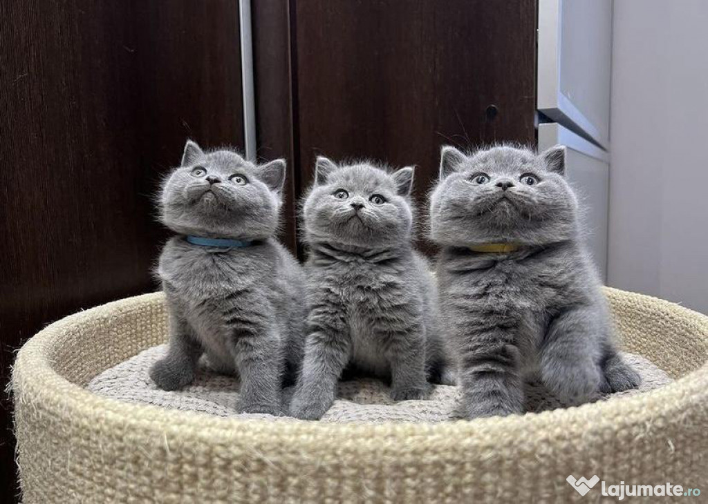 British shorthair motănei și pisicuțe superbi