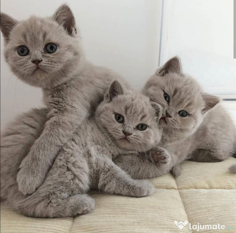 British Shorthair