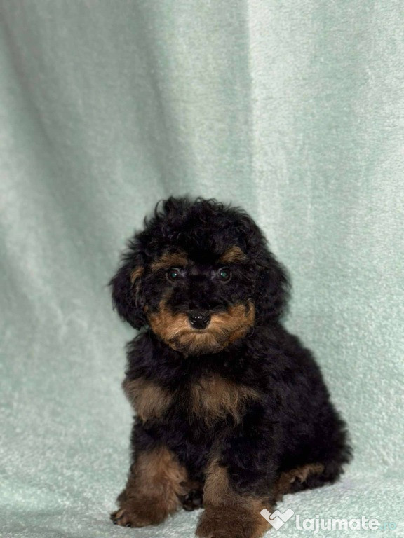 Black & Tan Caniche Toy