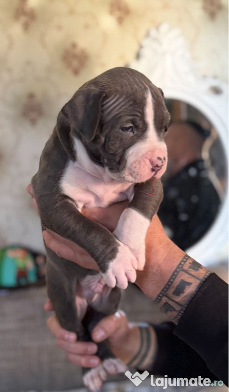American bully puișor