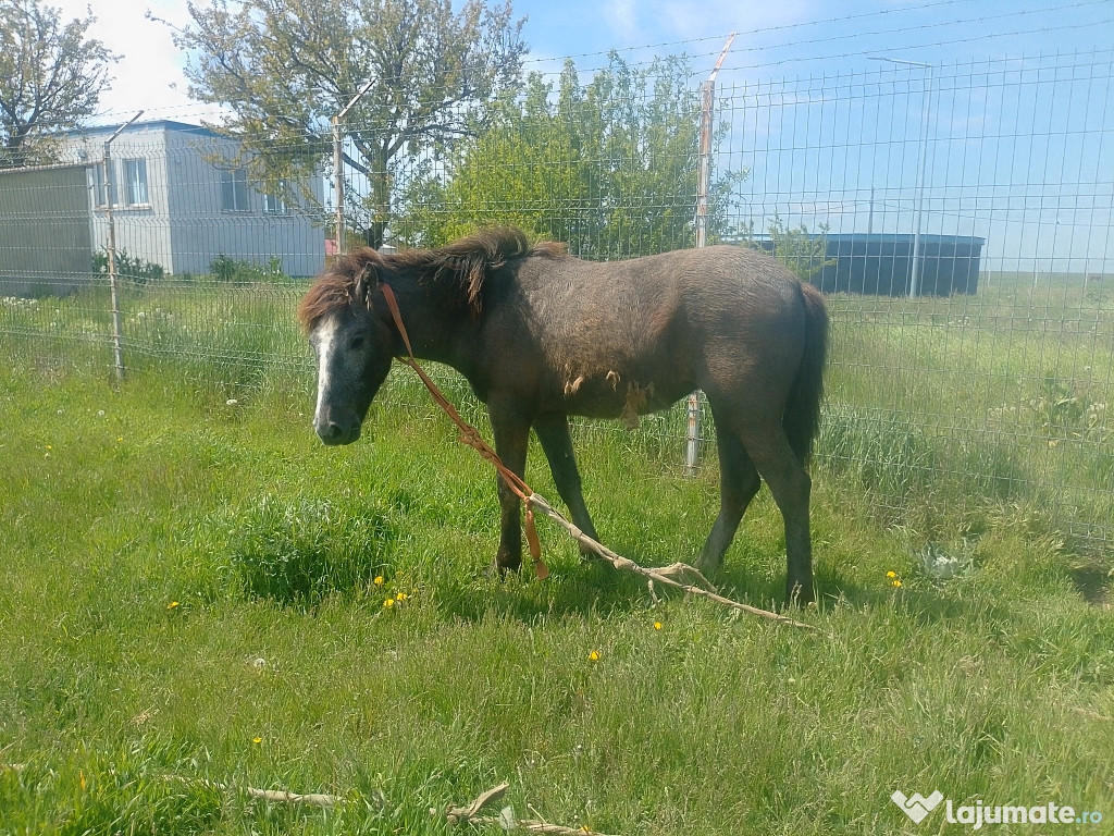 Mânză de vânzare