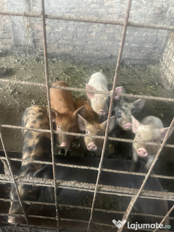 Vând porci! 500 lei
