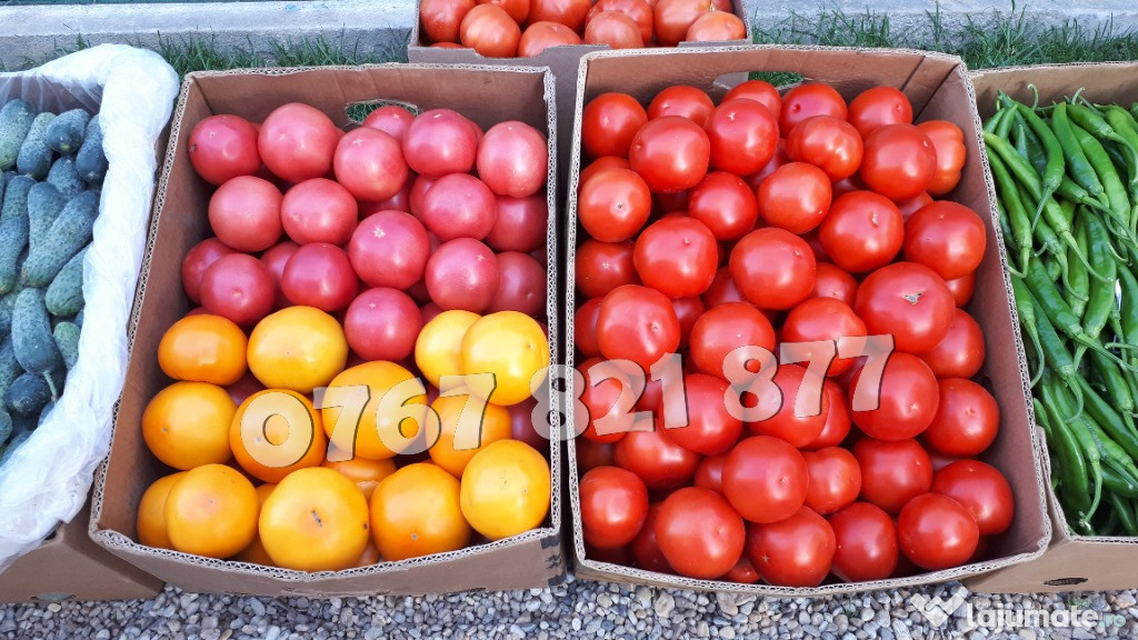 Rasad rosii | Rasaduri rosii / tomate si alte rasaduri legume 2025