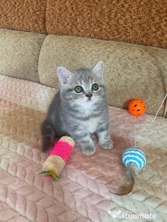 British shorthair puiuți