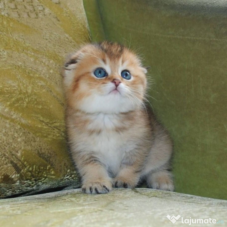 Scottish Fold Orange