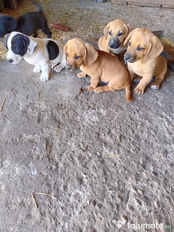 Donez catei talie mica
